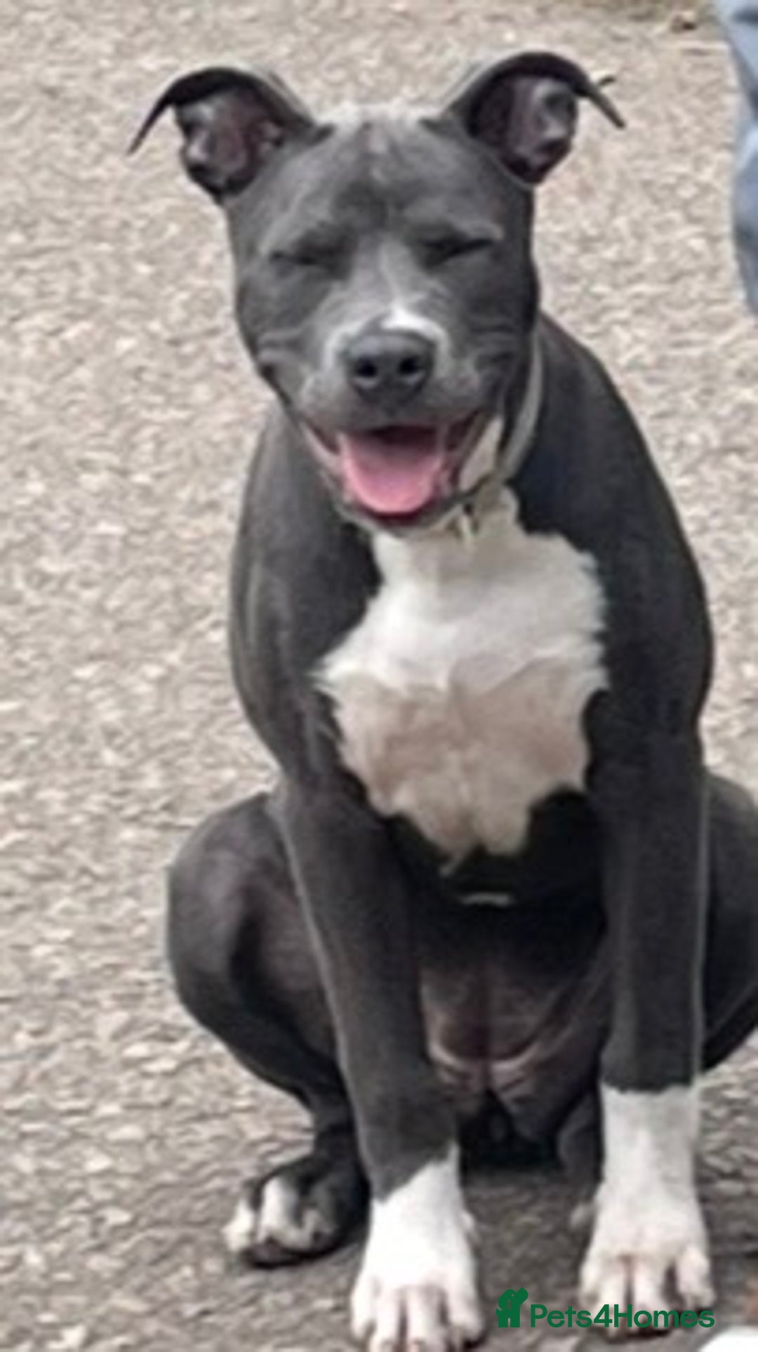 Mixed Breed dogs for sale: Female  - Advert 7