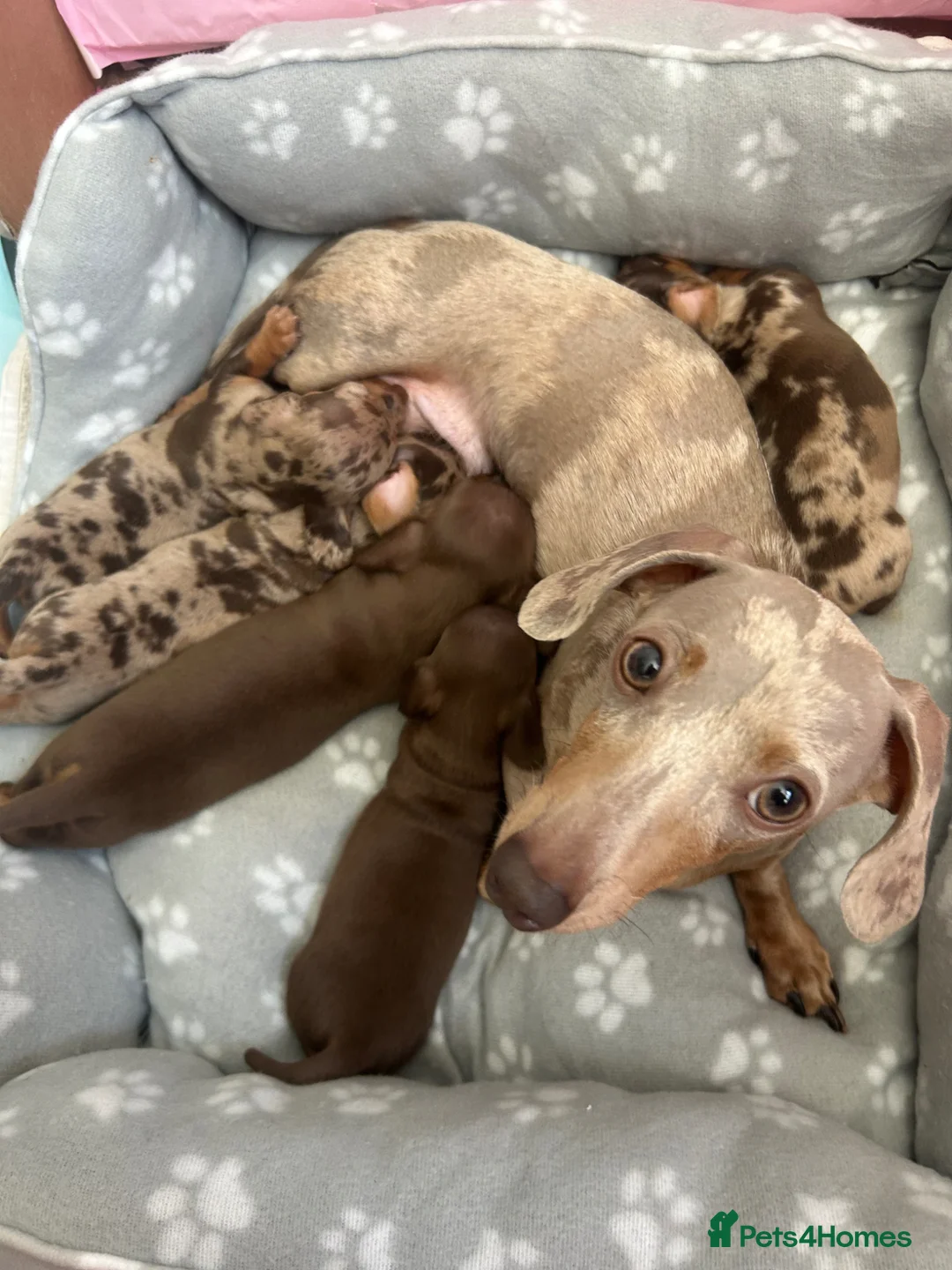 Dachshund dogs for sale: Delilah’s puppies - Advert 1
