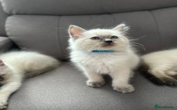 Ragdoll cats for sale: 😻 5 Beautiful Purebred Ragdoll Kittens 😻 - Image 31