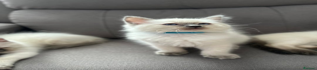 Ragdoll Kitten 1