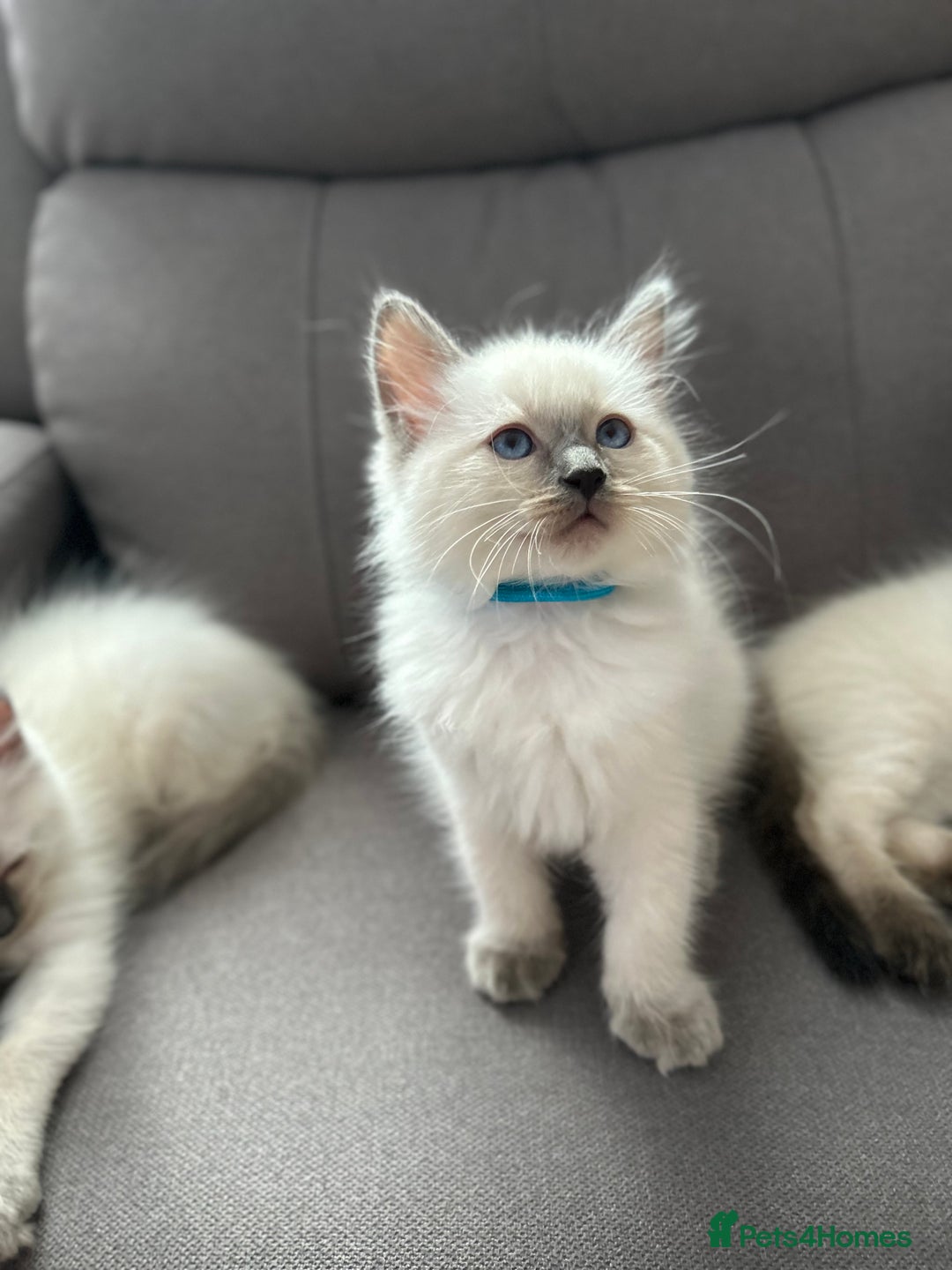 Ragdoll cats for sale: 😻 5 Beautiful Purebred Ragdoll Kittens 😻 - Image 31