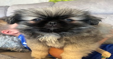 Pekingese dogs - Advert 1