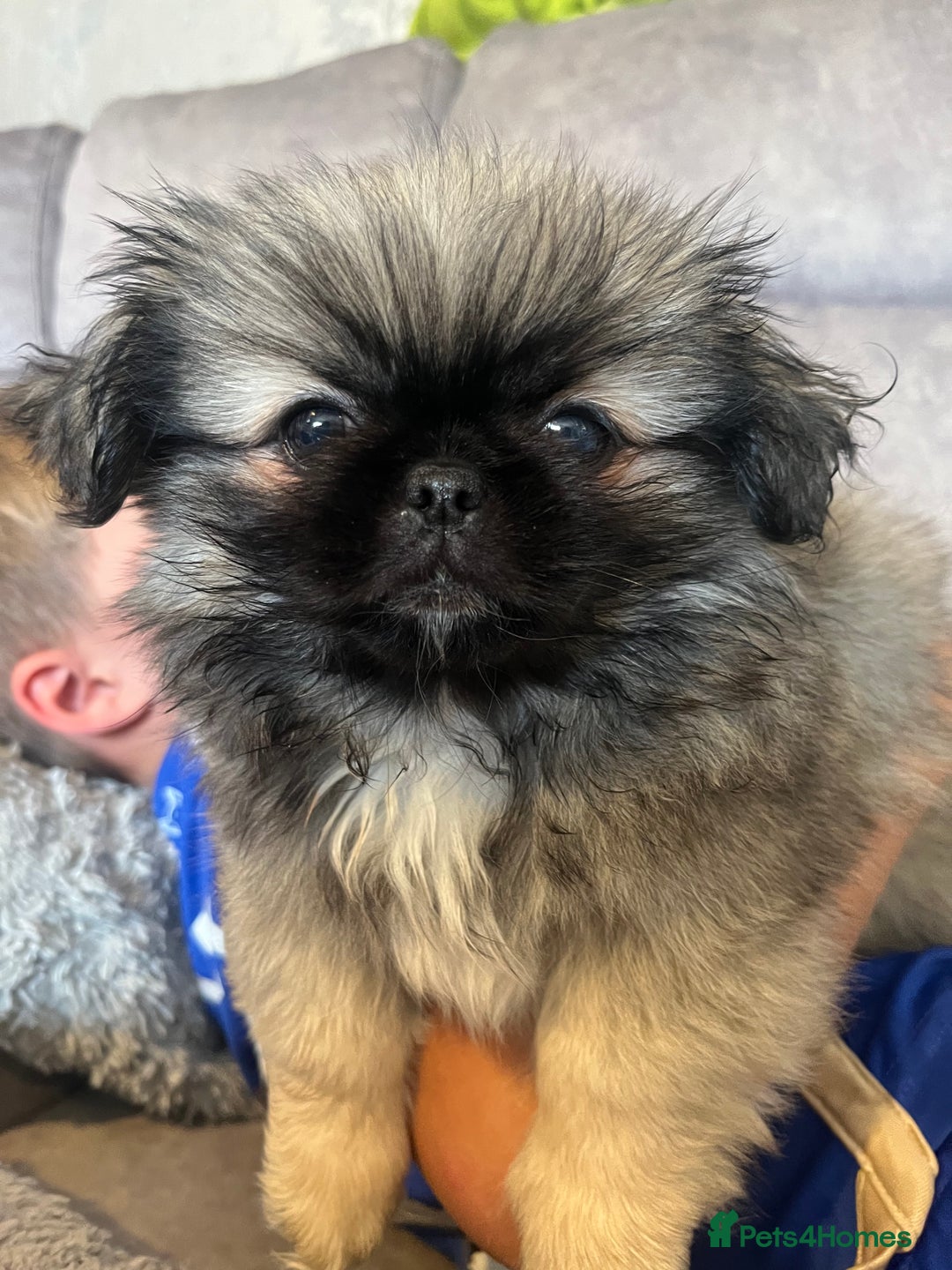 Pekingese dogs for sale: PEEKAPOM (Pekingese/Pomeranian) LAST GIRL LEFT - Image 2
