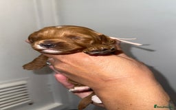 Australian Labradoodle dogs for sale: Stunning Labradoodle puppies - Advert 9