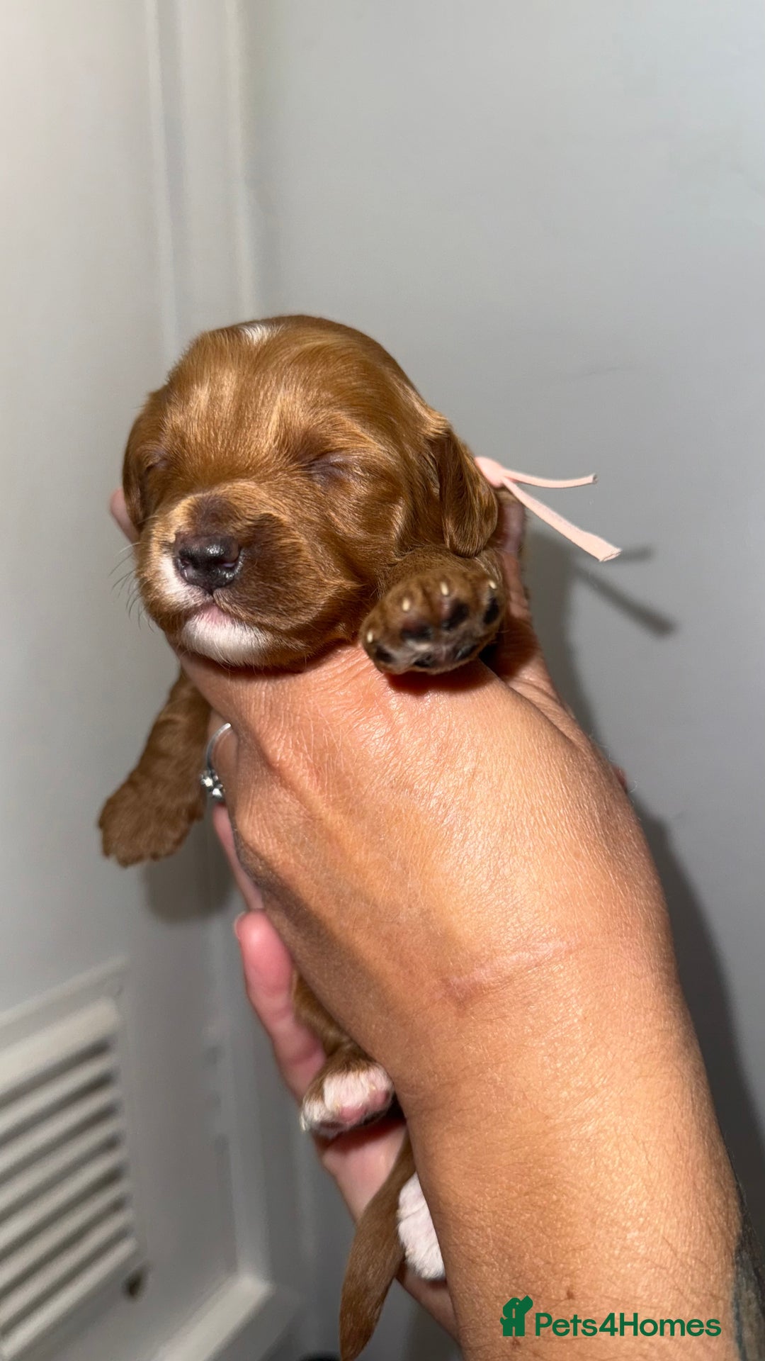 Australian Labradoodle dogs for sale: Stunning Labradoodle puppies - Advert 9