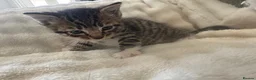 Mixed Breed cats for sale: 2 stunning boys in Liverpool - Advert 3