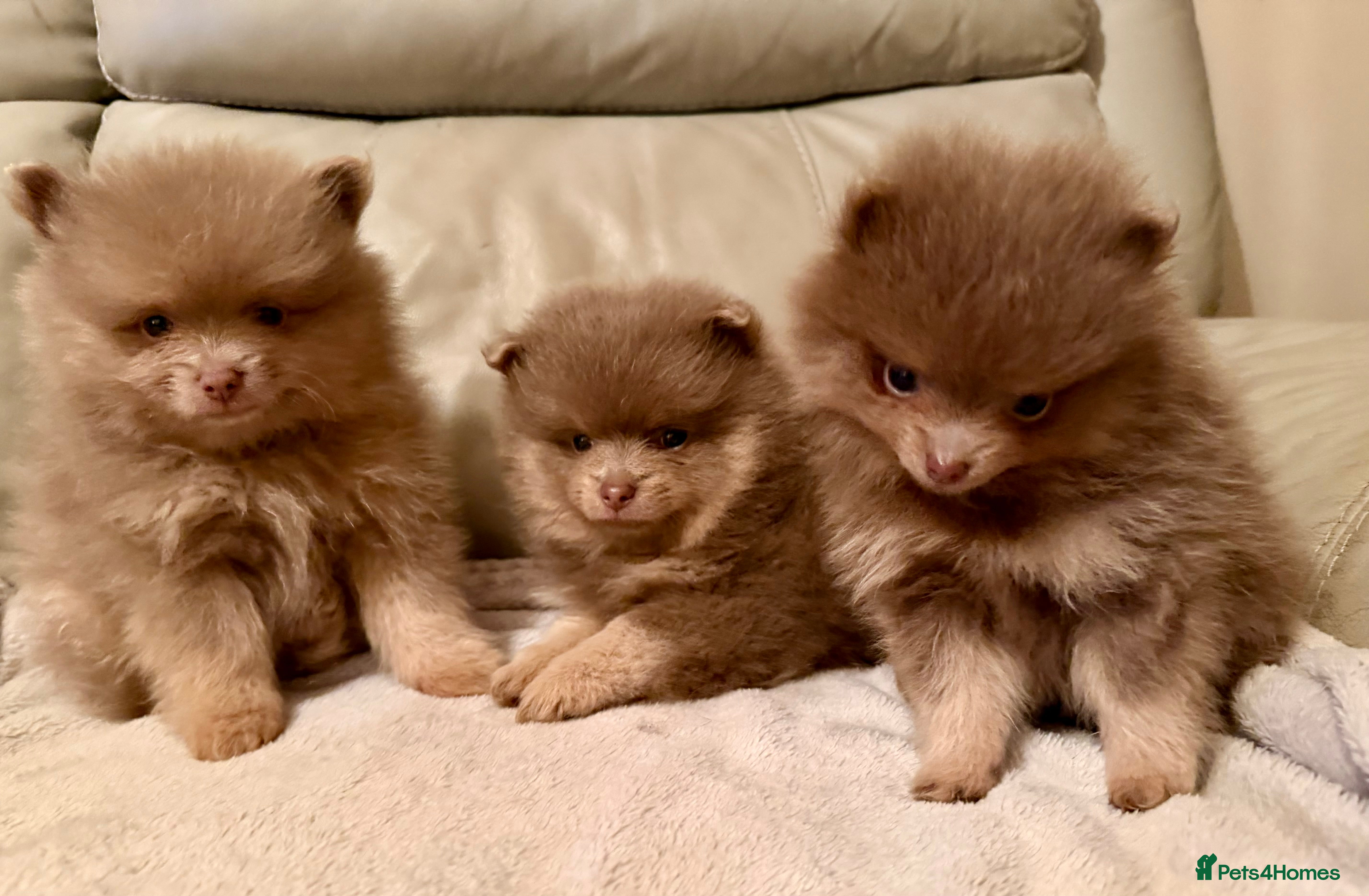 Pomeranian dogs Stunning fluffy Pomeranian pups lilac and tan  - Advert 1