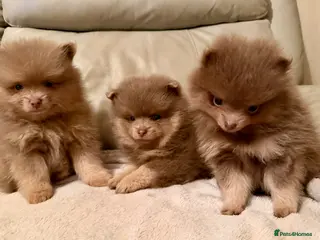 Pomeranian dogs Stunning fluffy Pomeranian pups lilac and tan - Advert 1