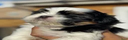 Shih Tzu dogs for sale: LAST DOBIE BOY LEFT LICENSED BREEDER  - Advert 5