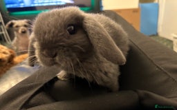 Mini Lop rabbits for sale: Mini lop rabbit babies - Advert 1