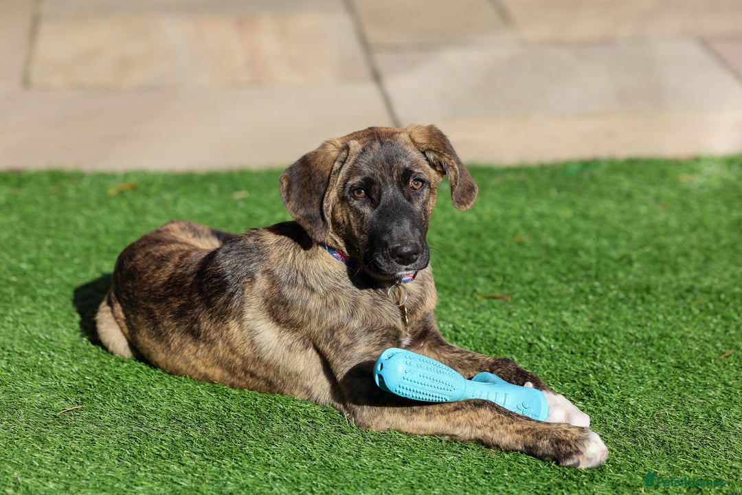 Mixed Breed dogs for adoption: Rosemary - Sweet & Calm - Image 9