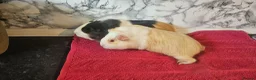 Guinea Pig rodents for sale: 2 6 month old female  - Advert 2