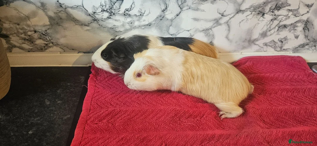 Guinea Pig rodents for sale: 2 6 month old female  - Advert 2