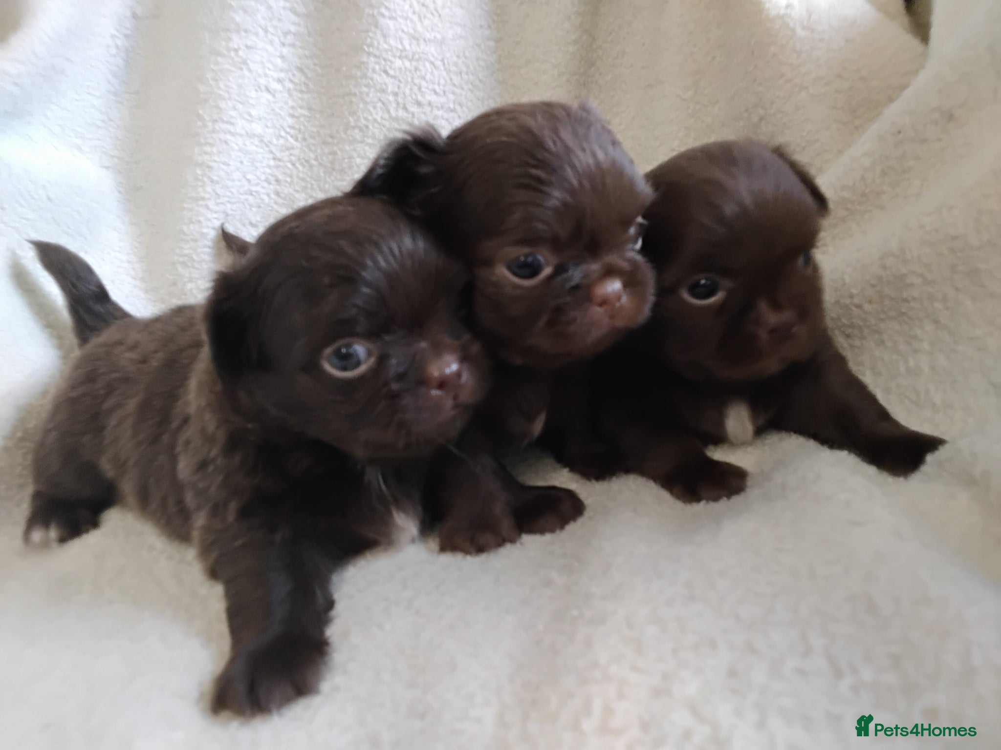 Chihuahua dogs Beautiful Long Haired Chihuahua Puppies - Advert 10