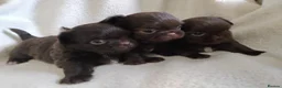 Chihuahua dogs for sale: Beautiful Long Haired Chihuahua Puppies - Advert 2