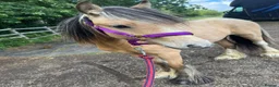Irish Cob horses for sale: 10 month old Buckskin Gypsy cob in Stevenage - Advert 3
