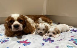Cavalier King Charles Spaniel dogs for sale: Beautiful Cavalier Cross Maltese Puppies  - Advert 4