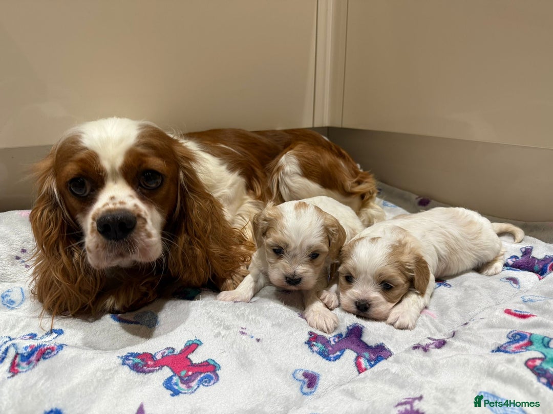 Cavalier King Charles Spaniel dogs for sale: Beautiful Cavalier Cross Maltese Puppies  - Advert 4