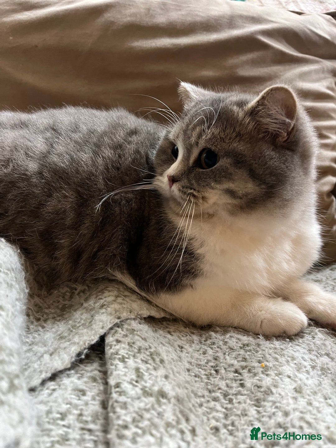 British Shorthair cats for sale: Purebred blue/White British Shorthair Kittens - Advert 9