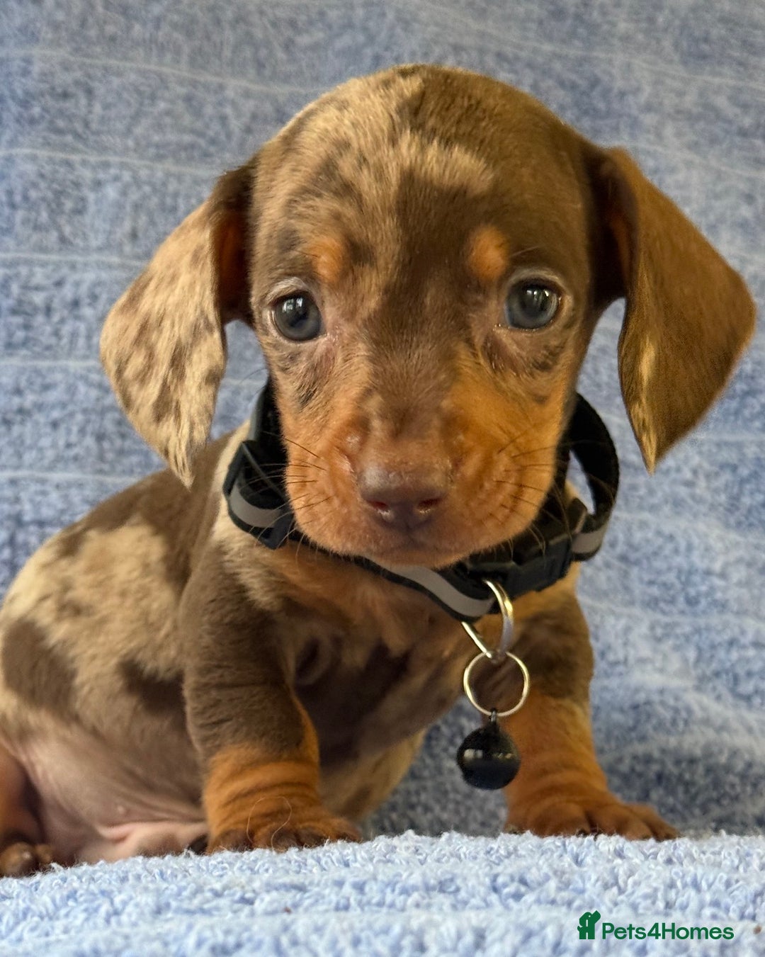 Miniature Dachshund dogs for sale: KC Reg Miniature Dachshund Puppies  - Advert 15