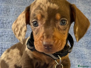 Miniature Dachshund dogs KC Reg Miniature Dachshund Puppies - Advert 6