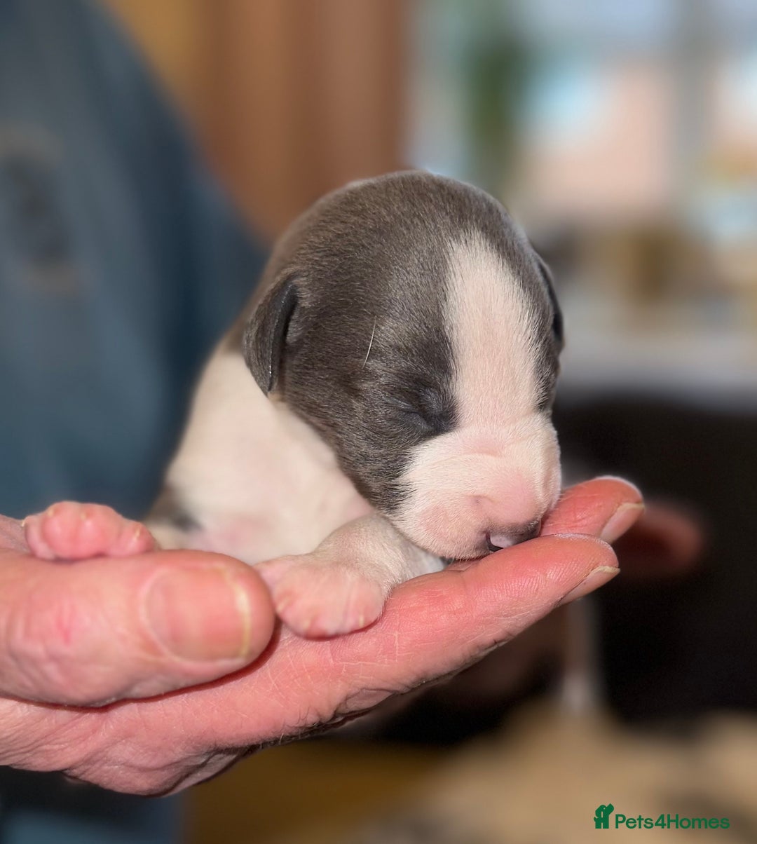 Whippet dogs for sale: KC Registered Whippet Puppies - Advert 10