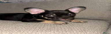 French Bulldog 3
