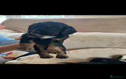 Cocker Spaniel dogs for sale: Cocker spaniel puppies for sale 🤩🐶 - Image 13