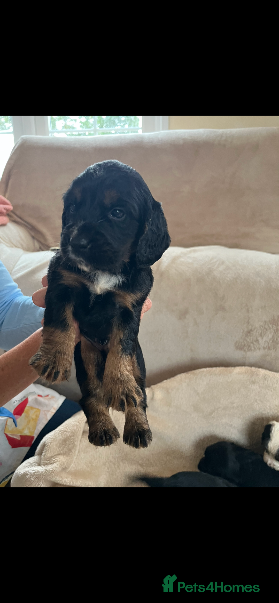 Cocker Spaniel dogs for sale: Cocker spaniel puppies for sale 🤩🐶 - Image 13