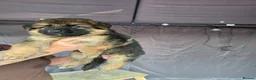 German Shepherd dogs for sale: German shepherd  - Advert 27