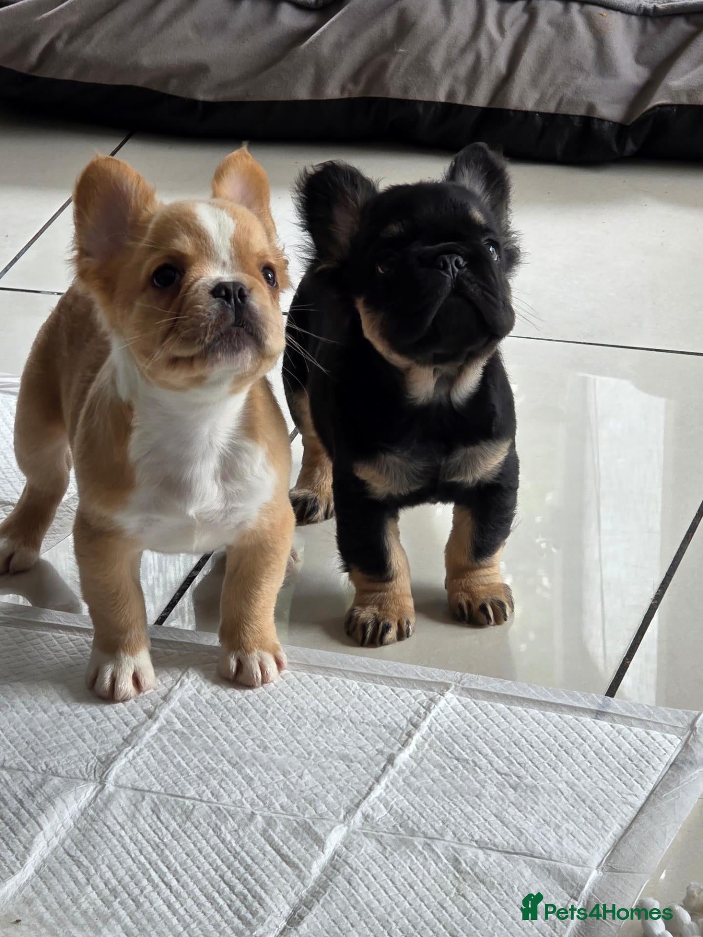 French Bulldog dogs Fluffy french bulldog puppies visual - Advert 10