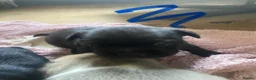 Mixed Breed dogs for sale: Fox terrier mixed with a frug  in Nottingham - Advert 9
