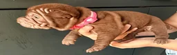 Shar Pei dogs for sale: Sharpei Puppies for sale  - Advert 21