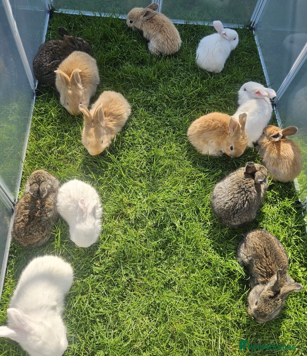 Flemish rabbits Adorable rabbits  - Advert 1