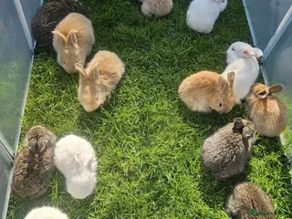 Flemish rabbits Adorable rabbits - Advert 1