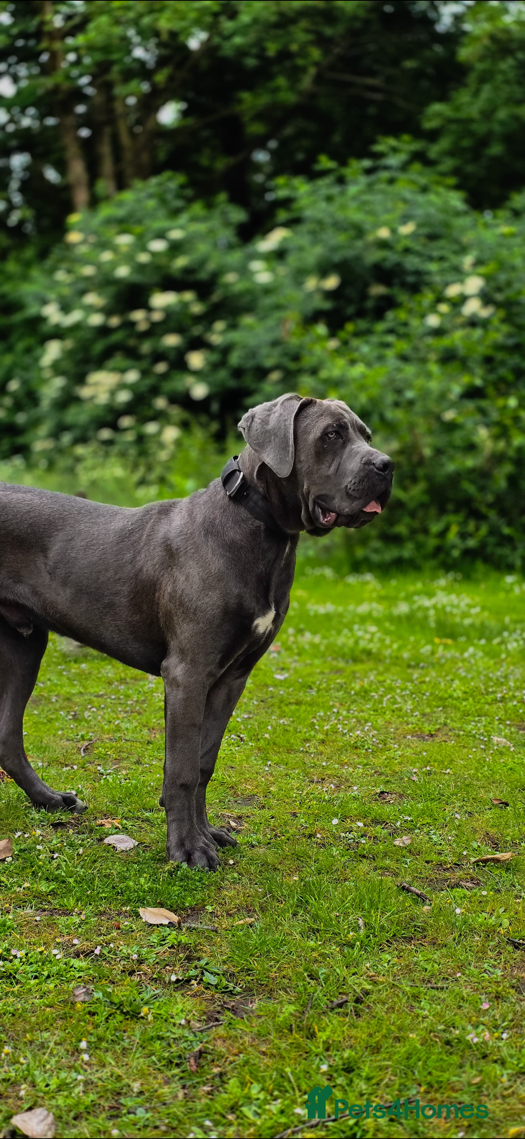 Cane Corso dogs for sale: 10 month Cane Corso - Image 2