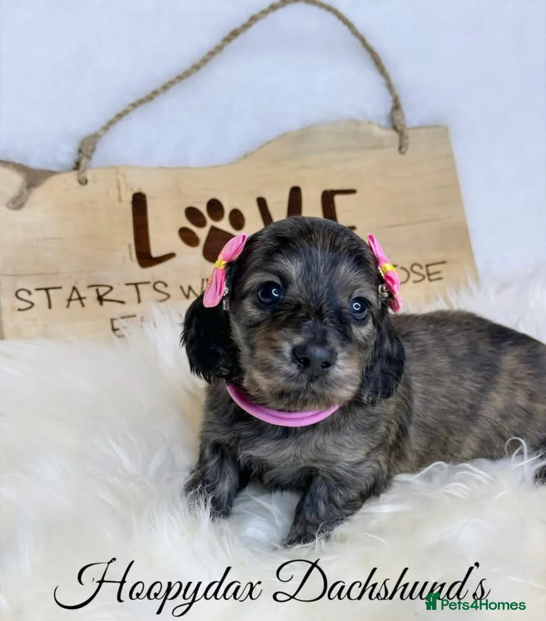 Miniature Dachshund dogs for stud: True Pure English Cream longhaired (ee ii DYDY ss) in Upminster - Advert 37