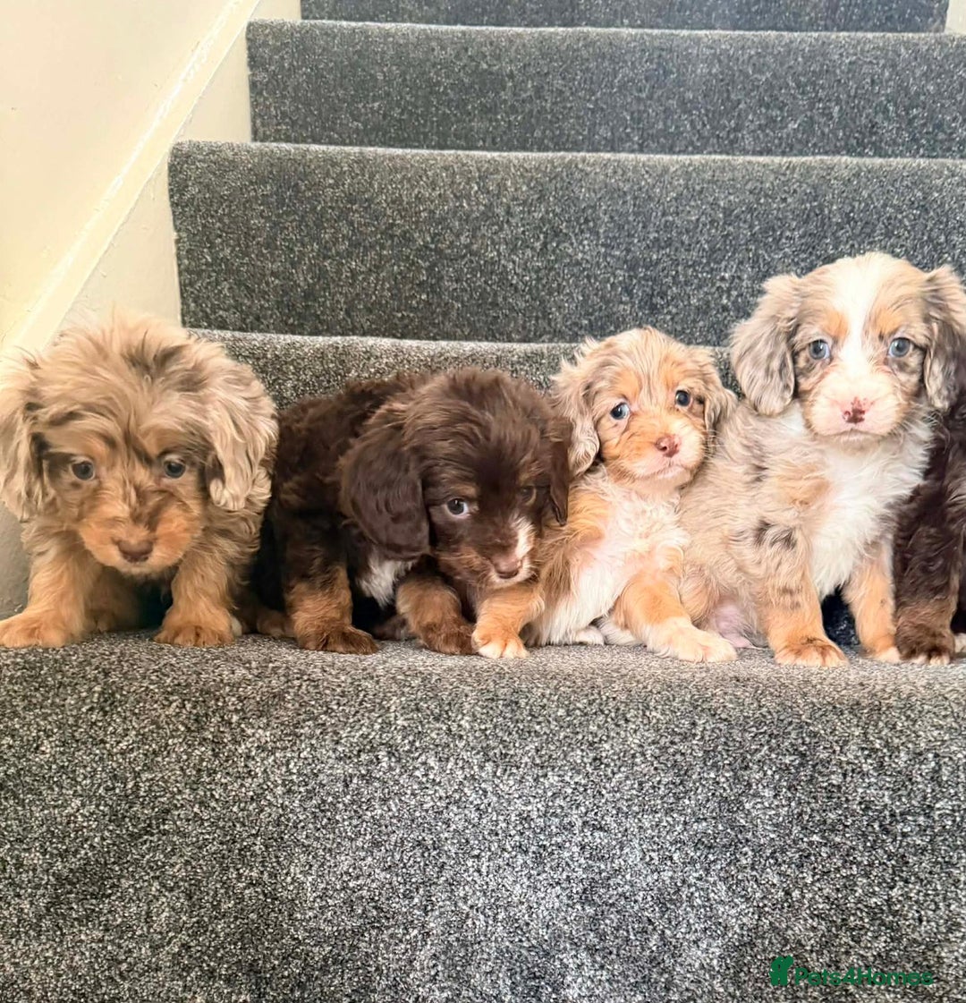 Cockapoo dogs for sale: Outstanding puppies are ready go to  - Advert 4