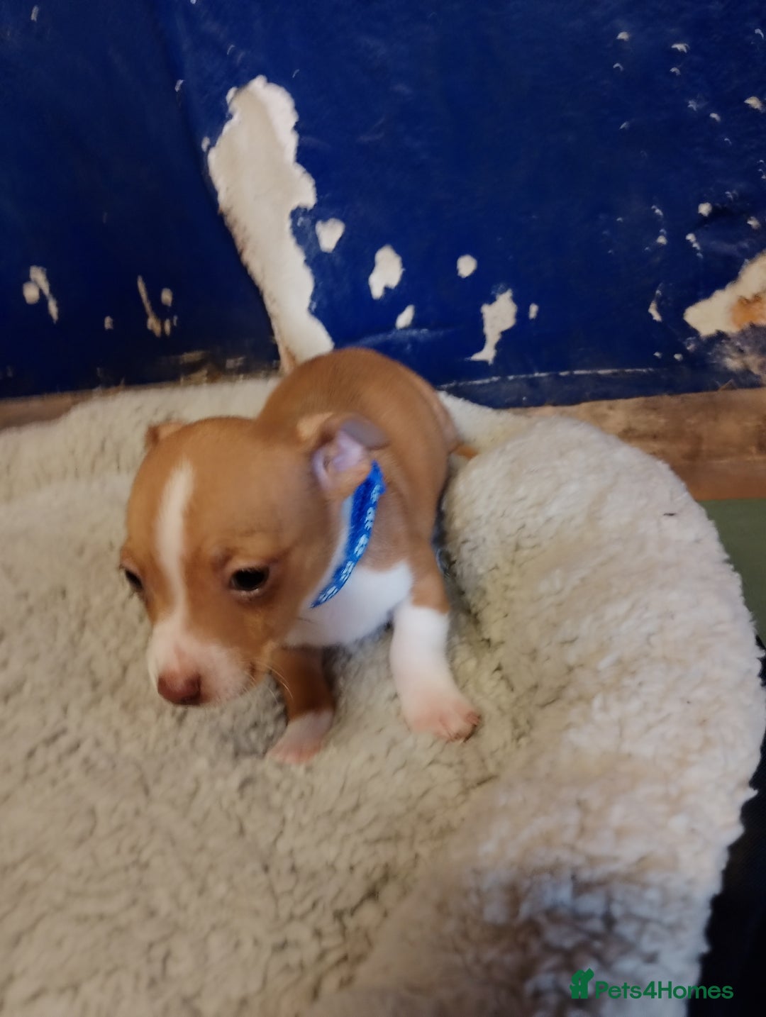 Mixed Breed dogs for sale: Four bueatuful pups forsale  - Advert 19