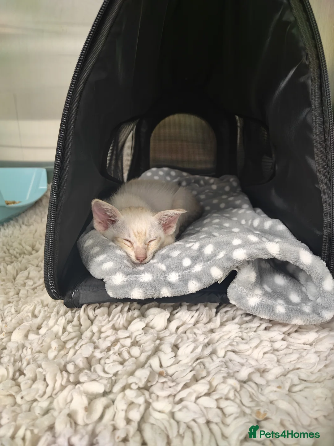 Oriental cats for sale: Female Oriental for rehoming  in Wirral - Advert 2