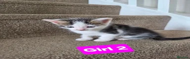 Girl 2