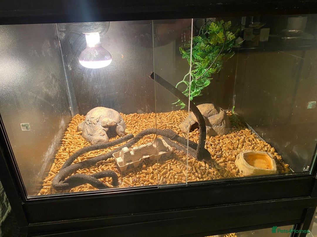 Leopard Gecko reptiles for sale: Leapard Gecko Full setup - Advert 3