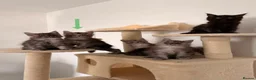 Maine Coon cats for sale: MaineCoon World Champion Bloodlines/London  - Advert 25