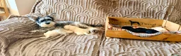 Schnoodle dogs for sale: Beautiful F1 Schnoodle Puppies - Advert 34