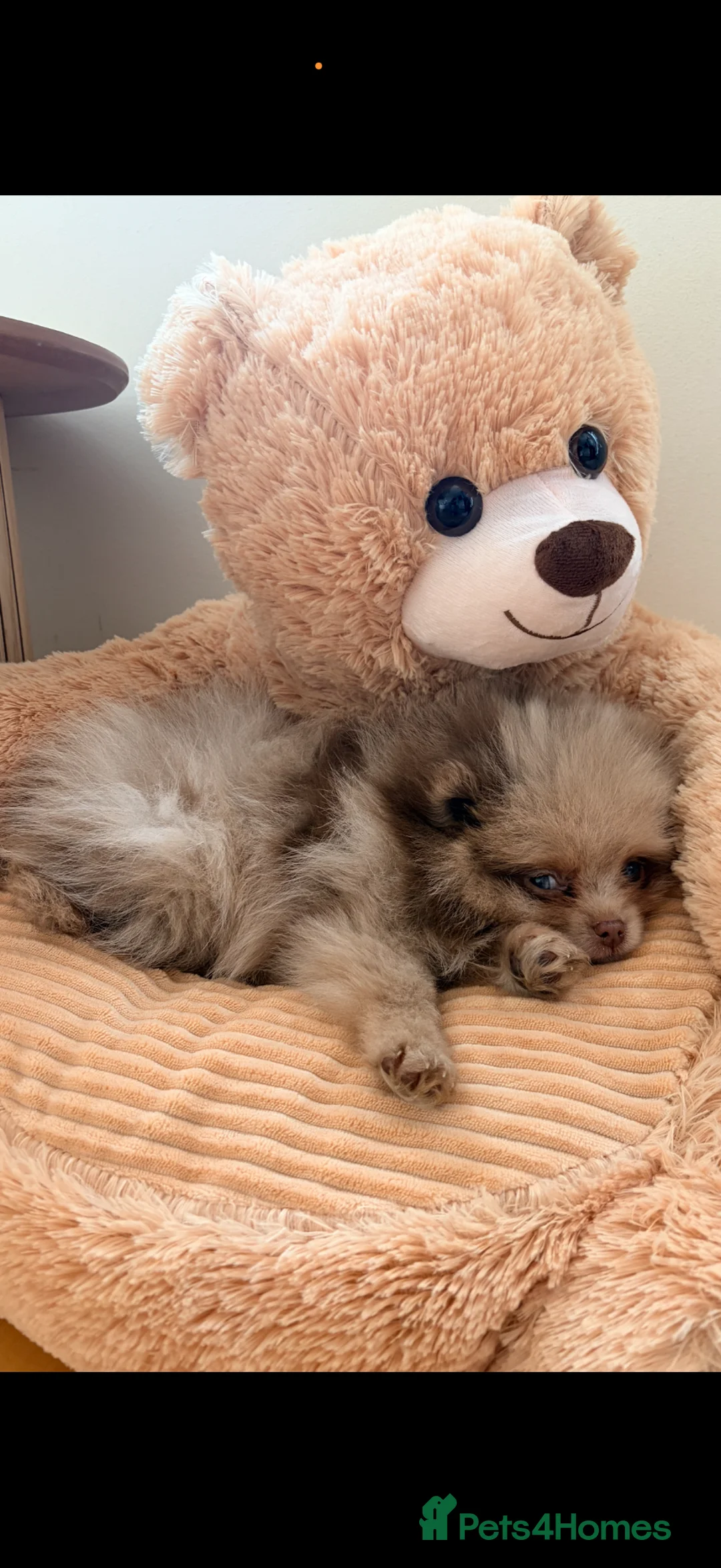 Pomeranian dogs for sale: Chocolate merle teddy bear Pom  - Advert 6