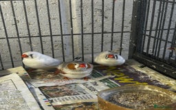 Finches birds for sale: Zebra finches - Image 3