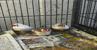 Finches birds - Advert 5