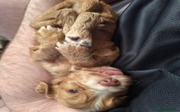 Cocker Spaniel dogs for sale: Stunning cocker spaniels for sale - Image 6