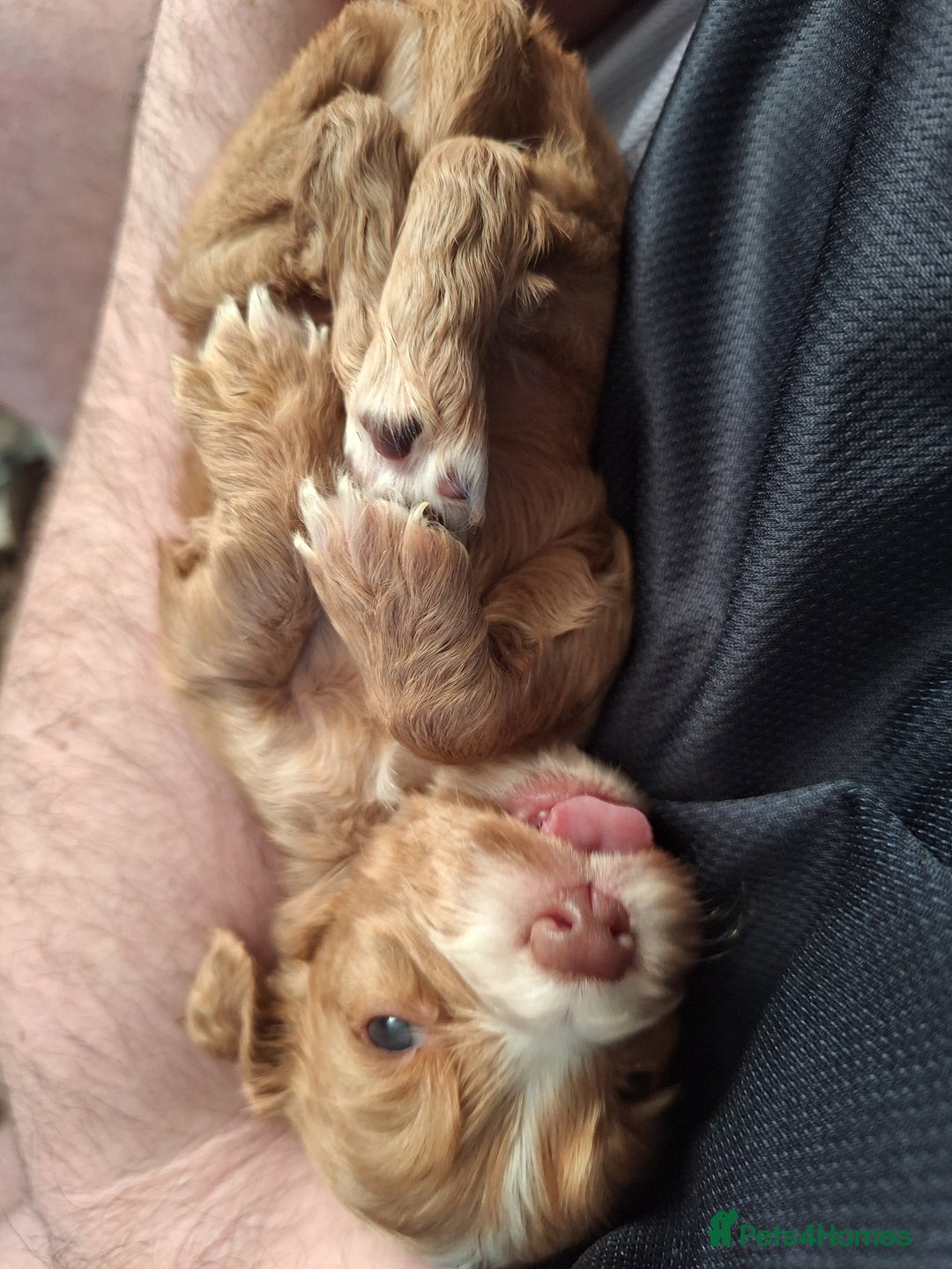 Cocker Spaniel dogs for sale: Stunning cocker spaniels for sale - Image 6