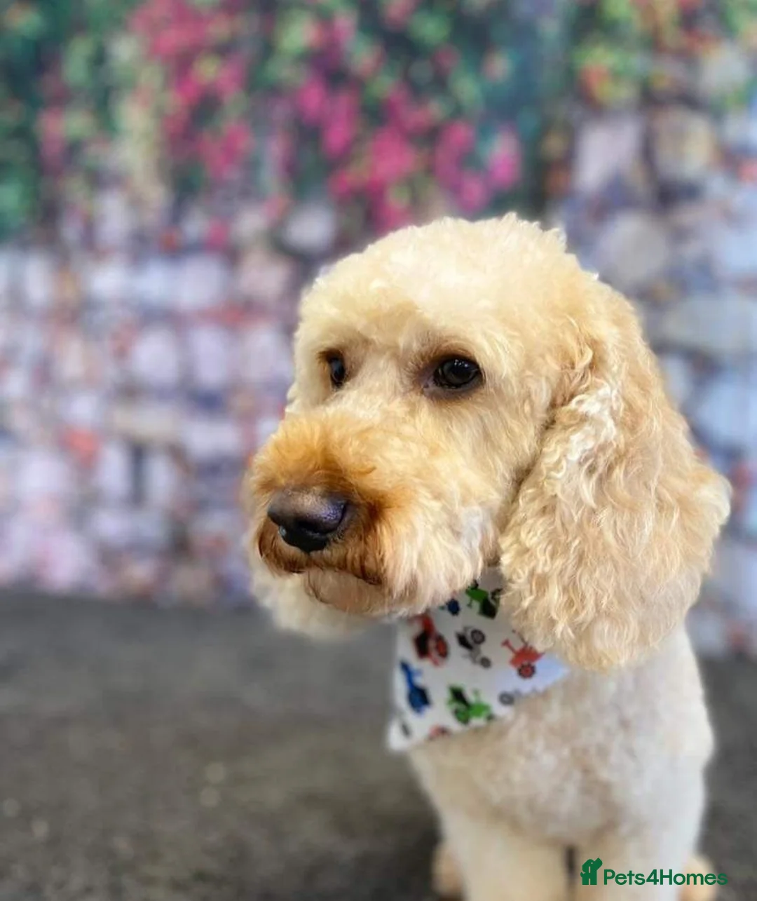 Cavapoo dogs for sale: GORGEOUS CAVAPOO PUPPIES  - Advert 12